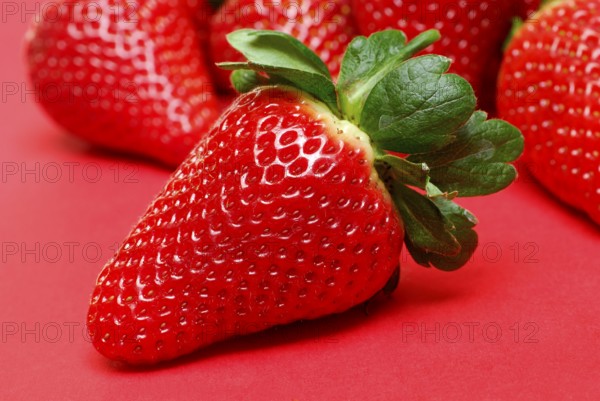 (Fragaria x ananassa) strawberry