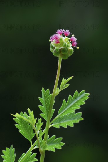 Red saxifrage (Pimpinella saxifraga)