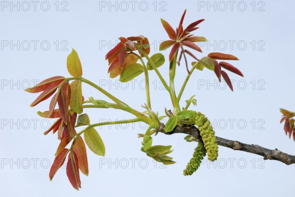 Persian walnut (Juglans regia) flowers and leaves