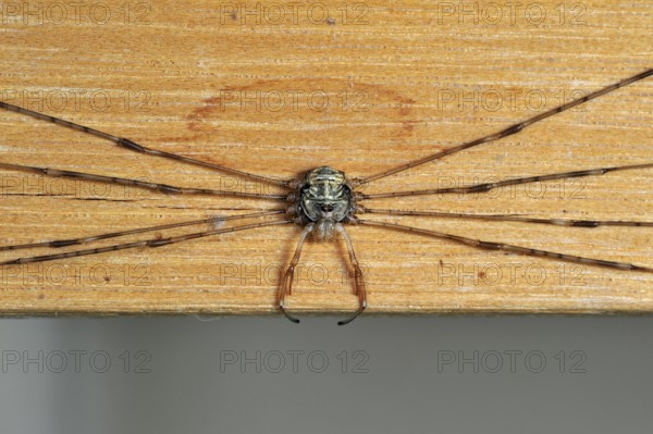Splay-legged harvestman (Dicranopalpus ramosus) (Dicranochirus ramosus) in resting posture, with