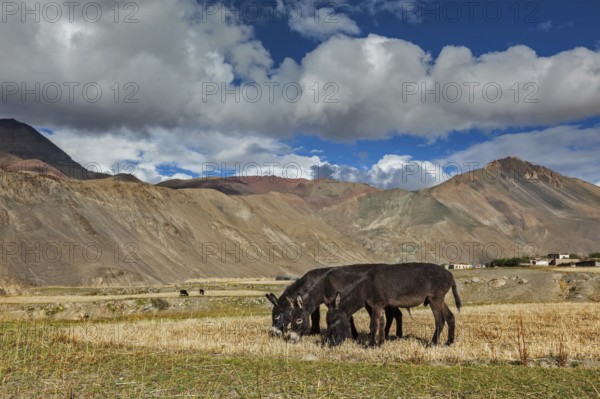Donkeys grazing in Himalayas. Rupshu Valley, Ladakh India