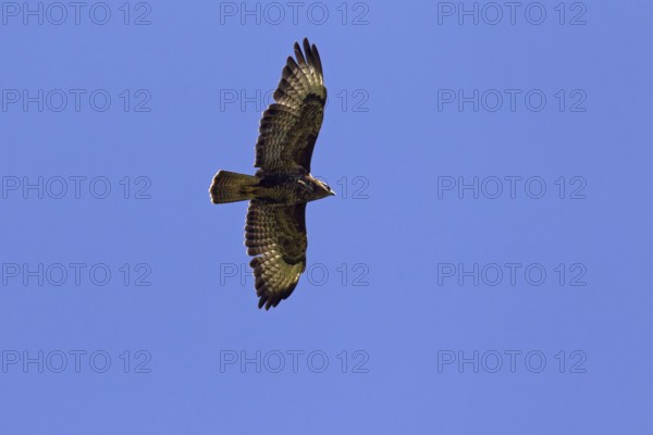 Common Buzzard (Buteo buteo) in flight against blue sky