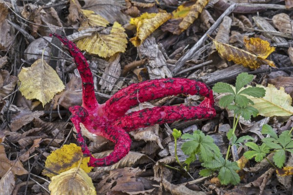 Octopus stinkhorn (Clathrus archeri), devil's fingers (Lysurus archeri) invasive fungus in Europe