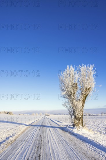 Long straight winter road with a pruned tree in a rural landscape with snow and frost in a cold
