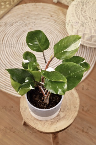 Tropical 'Philodendron White Knight' houseplant on table