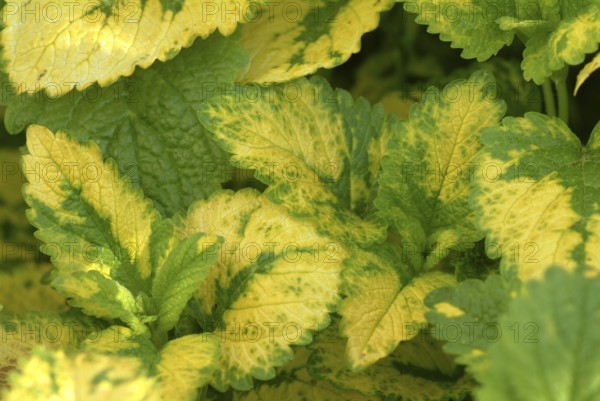 Yellow lemon balm (Melissa officinalis) or melissa, family of the labiates, the foliage leaves,