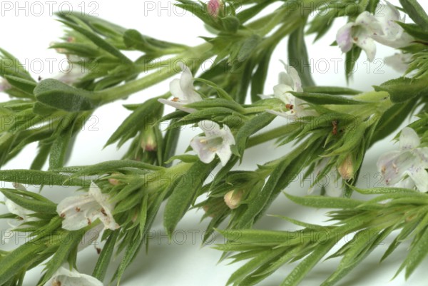 Summer savory (Satureja hortensis), also garden savory, true savory, pepperwort, family of the