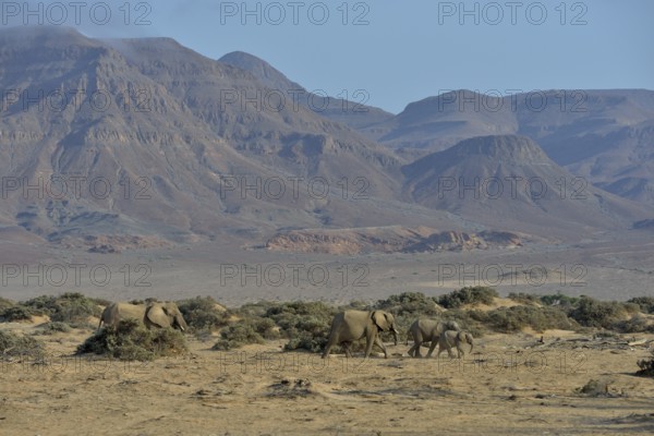 Desert elephants or African elephants (Loxodonta africana), in the dry riverbed of the Huab,