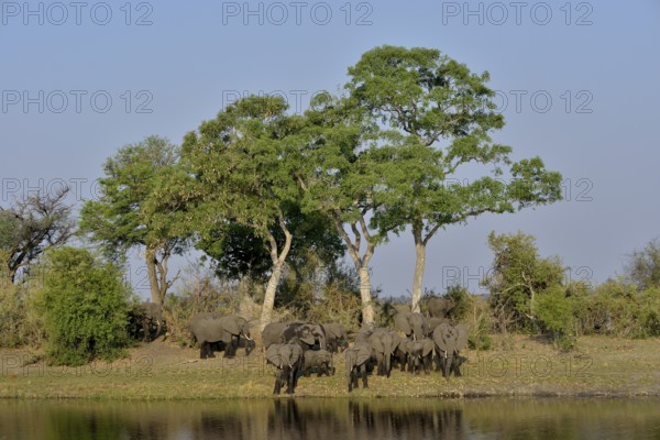 Elephant (Loxodonta africana) herd on the Cuando River, Bwabwata National Park, Zambezi Region,