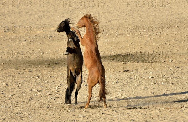 Fighting desert horses, Namib desert horses or Namibs (Equus ferus) near the waterhole of Garub,