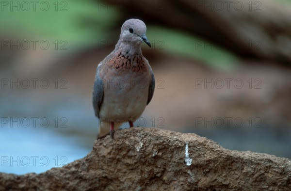 Laughing dove (Streptopelia senegalensis), Kruger National Park, South Africa, Kruger National