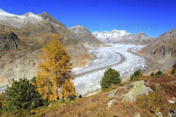 Great Aletsch Glacier and Wannenhorns, Valais, Switzerland, Europe