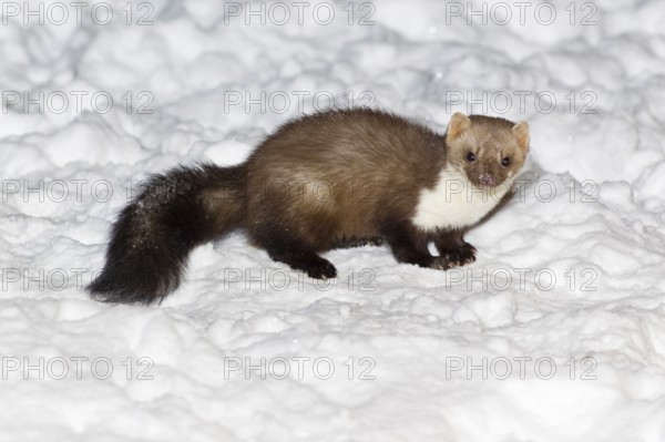 Beech marten (Martes foina) Lower Saxony, Germany, Europe