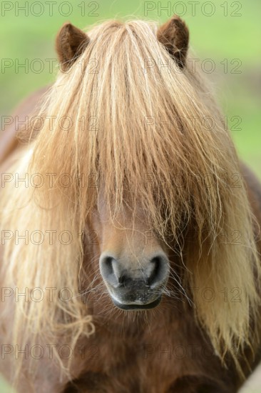 Shetland Pony, Shetty