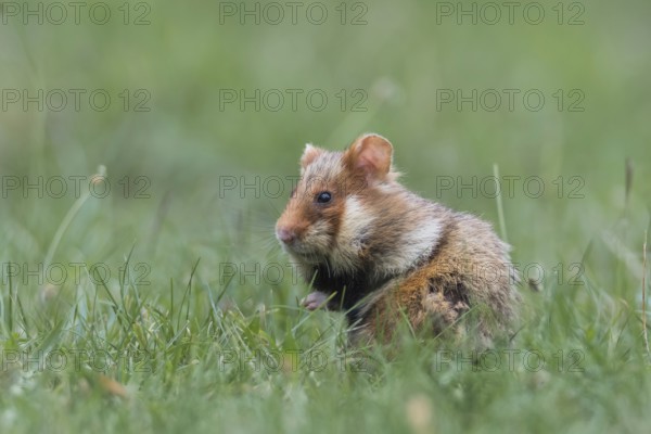 European hamster (Cricetus cricetus), sits in meadow, Neusiedeler See National Park, Burgenland,