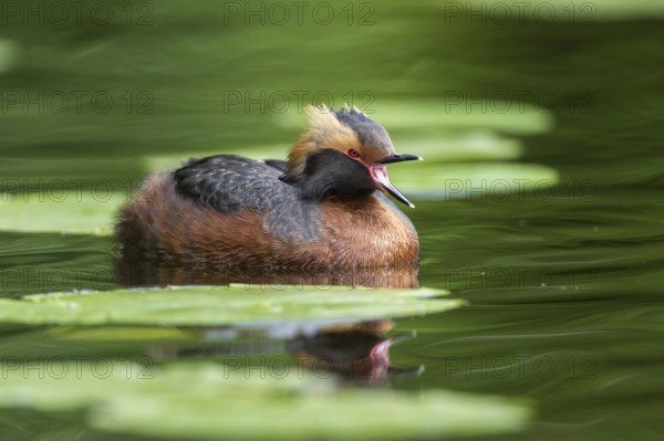 Horned Grebe (Podiceps auritus) swims in the water, calling, Västergotland, Sweden, Europe