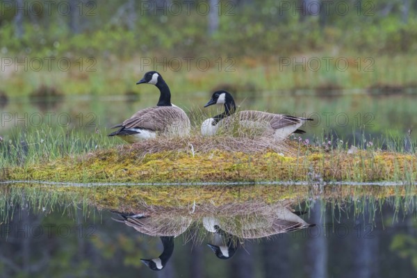 Couple of Canada goose (Branta canadensis) at the nest with water reflection, province Örebro,