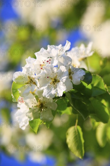 Pear blossoms ( Pyrus communis) , Switzerland, Europe