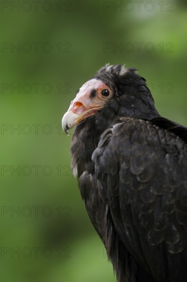 Turkey vulture (Cathartes aura), portrait, Everglades National Park, Florida, USA, North America