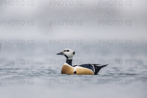 Steller's eider (Polysticta stelleri), male, splendid plumage, Batsfjord, Båtsfjord, Varanger