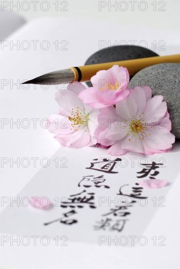 Japanese (Prunus sargentii) ornamental cherry, brush and Japanese characters, calligraphy