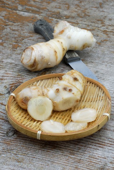 Ginger ( Zingiber officinale) freshly harvested, roots, root, knife