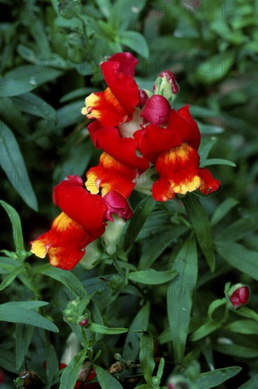 Snapdragon, common snapdragon (Antirrhinum majus), snapdragon, flowers, garden plants pharyngeal