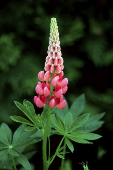 Lupin (Lupinus polyphyllus)