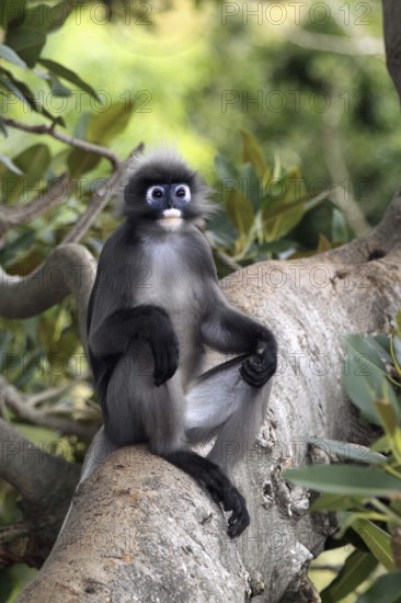Dusky Leaf Monkey (Trachypithecus obscurus), male (Presbytis obscurus)