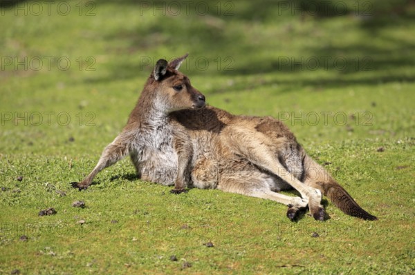 Western Grey Kangaroo (Macropus fuliginosus), Kangaroo Island, South Australia, Kangaroo Island