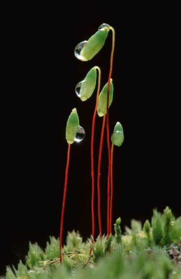 Hornwort moss (Ceratodon purpureus), Lower Saxony, Germany, Europe