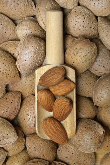 Almond kernels and almonds (Prunus dulcis)