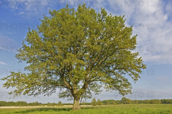 Flowering English oak in a meadow in spring in the valley of the Trebel, Peenetal River Landscape
