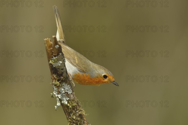 European robin (Erithacus rubecula) sitting on deadwood, Wilden, North Rhine-Westphalia, Germany,