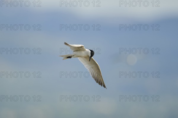 Gull-billed tern (Gelochelidon nilotica) flying in the sky, hunting, ebro delta, Catalonia, Spain,