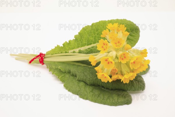 Common cowslip (Primula veris), is a species of plant from the genus Primula, medicinal plant,