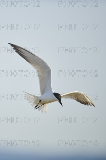 Gull-billed tern (Gelochelidon nilotica) flying in the sky, hunting, ebro delta, Catalonia, Spain,