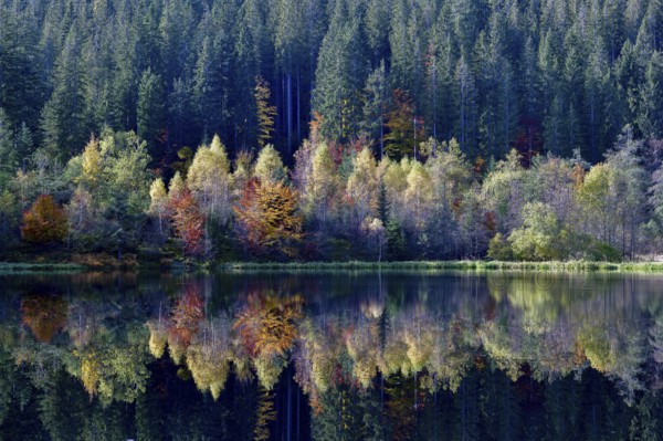 Trees reflected in the Sankenbachsee, Karsee, autumn, near Baiersbronn, Freudenstadt district,
