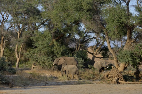 Desert elephants, African elephants (Loxodonta africana), by the dry riverbed of the Huab,