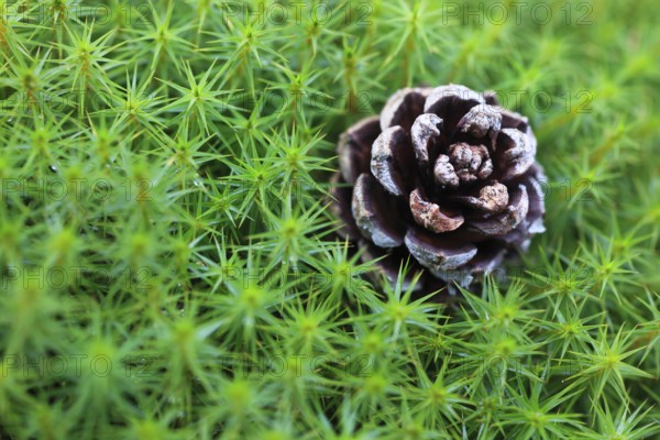 Lady hair moss with pine cones ( Polytrichum formosum) , Cairngorms National Park, Scotland, Great