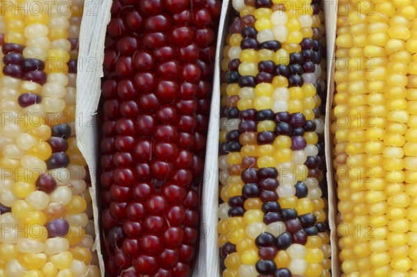 Ornament ( Zea mays)