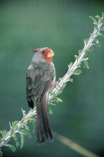 Pyrrhuloxia (Cardinalis sinuatus), Sonora Desert, Arizona, USA (Pyrrhuloxia sinuatus)