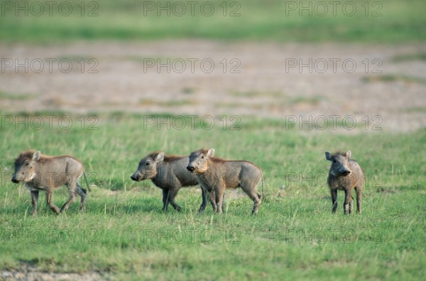 Young desert warthog (Phacochoerus aethiopicus), Amboseli National Park, Pig, Kenya, Africa