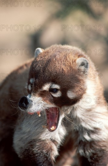 White-rumped bear, yawning, white nosed coati (Nasua narica)