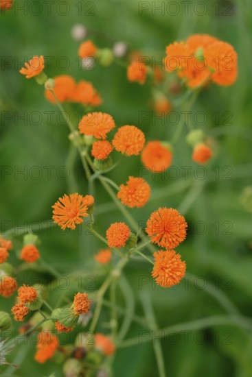 Tassel Flower 'Irish Poet (Emilia coccinea)