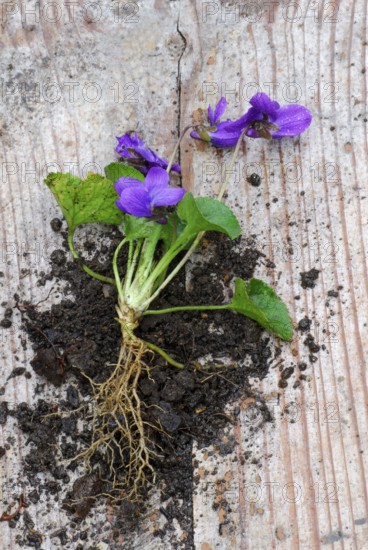 Wood violet (Viola odorata) with roots