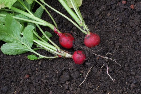 Radish ( Raphanus sativus sativus)