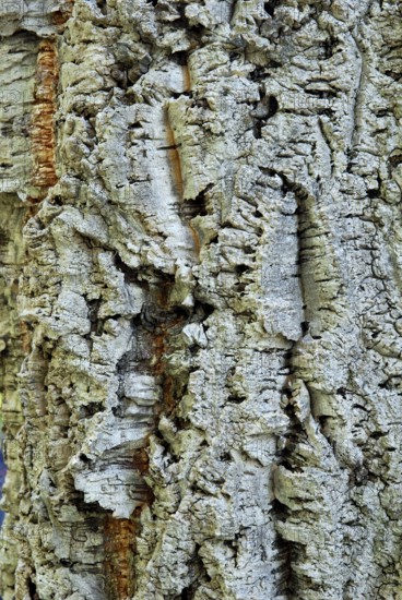 Cork oaksbark (Quercus suber)