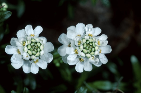 Evergreen Candytuft (Iberis sempervirens), evergreen candytuft, flowers, garden plants cruciferous