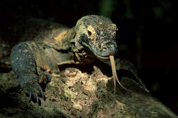 Komodo dragon (Varanus komodensis), clicking its tongue